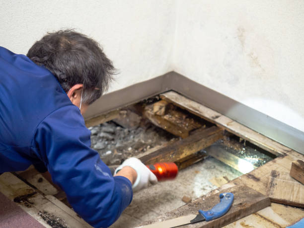 Best White Mold Remediation in Riverview, FL