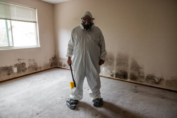 Best DIY Mold Remediation Support Services in Riverview, FL