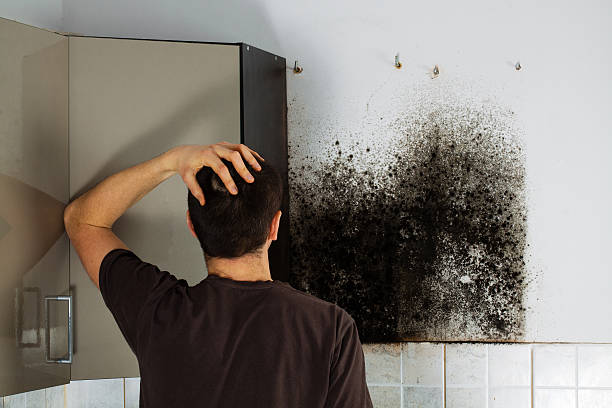 Best Kitchen Mold Remediation in Riverview, FL